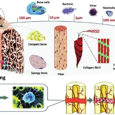  Fibrin: La proteína naturalmente fibrosa para la regeneración tisular!