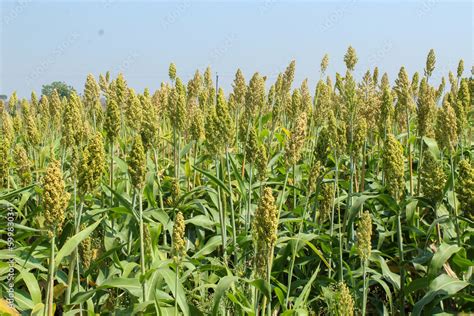  Sorghum: Un Tesoro Agricola para la Producción de Biocombustibles y Alimentos Saludables!