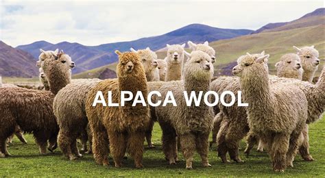  Alpaca: ¿La fibra del futuro de la moda sostenible?